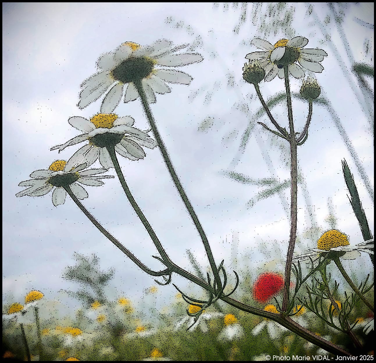 Marie Vidal - auteure photographe artiste - Greeting Card