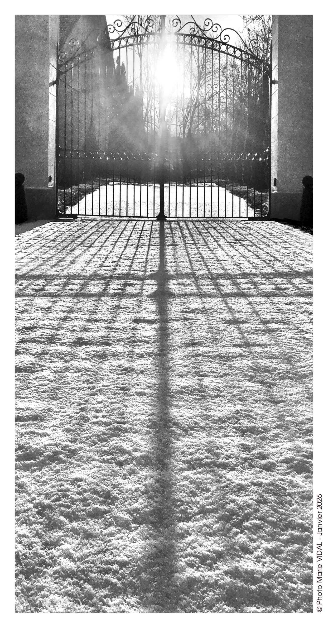 Marie Vidal - auteure photographe artiste - Carte de Voeux