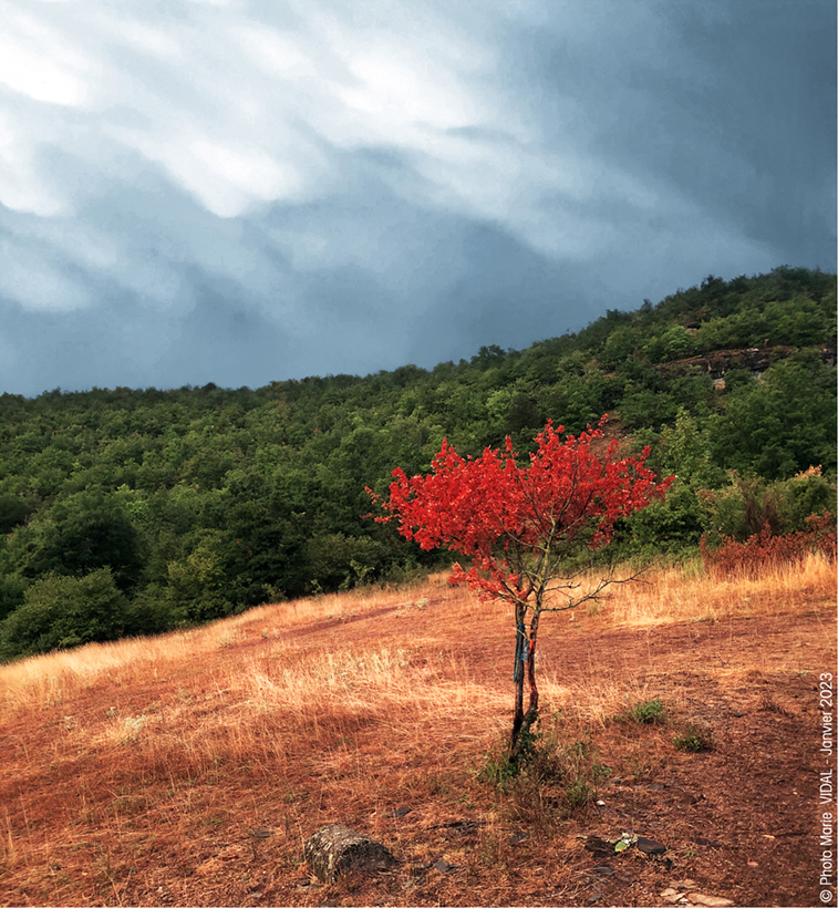 Marie Vidal - auteure photographe artiste - Greeting Card